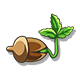 Oak Sprout