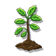 Oak Seedling