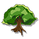 Oak Tree