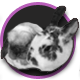 Cool Buns