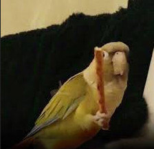 Angry parrot