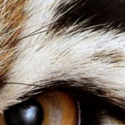 Tiger eyes