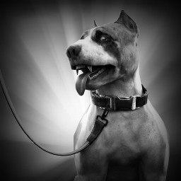 Hachi