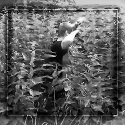 Lord of Nettles