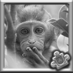 Monkey Complete!