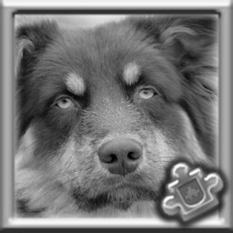 Dog Complete!
