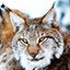 LynxTail