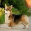 Welsh Corgi