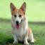 Welsh Corgi