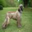 Afghan hound