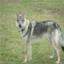 Czechoslovakian Wolfdog