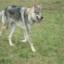 Czechoslovakian Wolfdog