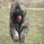 Caucasian Shepherd Dog