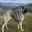 Caucasian Shepherd Dog