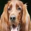 Irish Setter