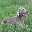 Weimaraner