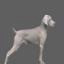 Weimaraner