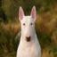 Bull Terrier