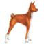 Basenji