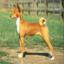 Basenji