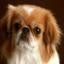 Pekingese