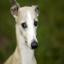 Italian Greyhound