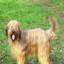 Briard