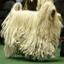 Komondor