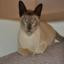 Tonkinese