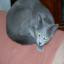 Russian Blue