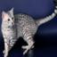 Egyptian Mau