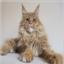 Maine Coon