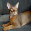 Abyssinian