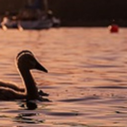 Sunset Swan