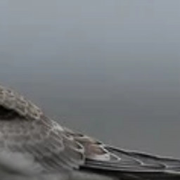 Seagull on a Wire