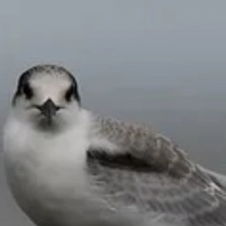 Seagull on a Wire