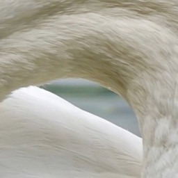 Swan