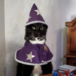 Magic cat