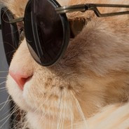 Cool cat