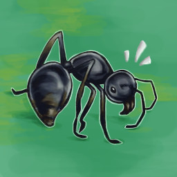Sugar Ant Survivor