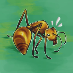 Army Ant Survivor