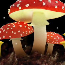 Fungus Among Us
