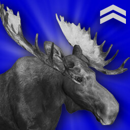 Moose Hunter (Intermediate)