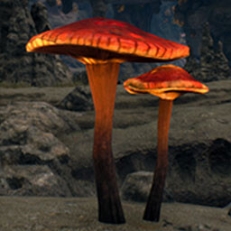 Blood Mushroom Gathering