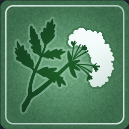 Conium maculatum