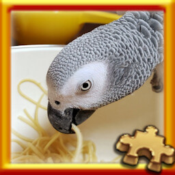 Parrot