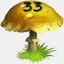 Mushrooms Collected 33