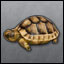 Turtler